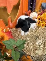 Pumpkin, a female Papillon for sale in Jackson, OH – 8 of 9