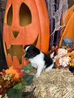 Jack, a male Papillon for sale in Jackson, OH – 7 of 7