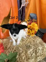 Pumpkin, a female Papillon for sale in Jackson, OH – 3 of 9