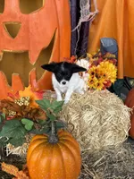 Pumpkin, a female Papillon for sale in Jackson, OH – 4 of 9