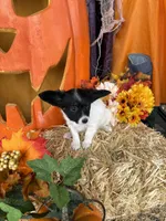 Pumpkin, a female Papillon for sale in Jackson, OH – 9 of 9