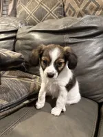 Sally, a female Papillon for sale in Jackson, OH – 9 of 9