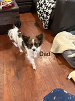 Sally, a female Papillon for sale in Jackson, OH – 6 of 9