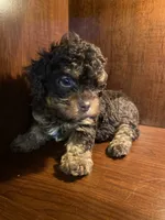 Ziggy, a female Poodle - Toy  for sale in Homerville, GA – 2 of 6