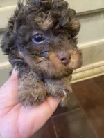 Ziggy, a female Poodle - Toy  for sale in Homerville, GA – 4 of 6