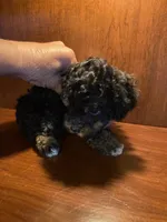 Zora, a female Poodle - Toy  for sale in Homerville, GA – 2 of 10
