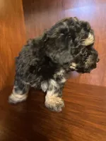 Clark, a male Poodle - Toy  for sale in Homerville, GA – Photo 3 of 7