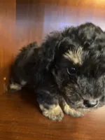 Clark, a male Poodle - Toy  for sale in Homerville, GA – Photo 5 of 7