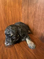 Clark, a male Poodle - Toy  for sale in Homerville, GA – Photo 3 of 5