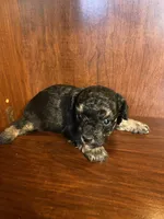 Clark, a male Poodle - Toy  for sale in Homerville, GA – Photo 2 of 5