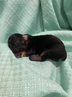 Clark, a male Poodle - Toy  for sale in Homerville, GA – Photo 2 of 4