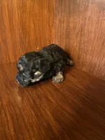 Clark, a male Poodle - Toy  for sale in Homerville, GA – Photo 5 of 5