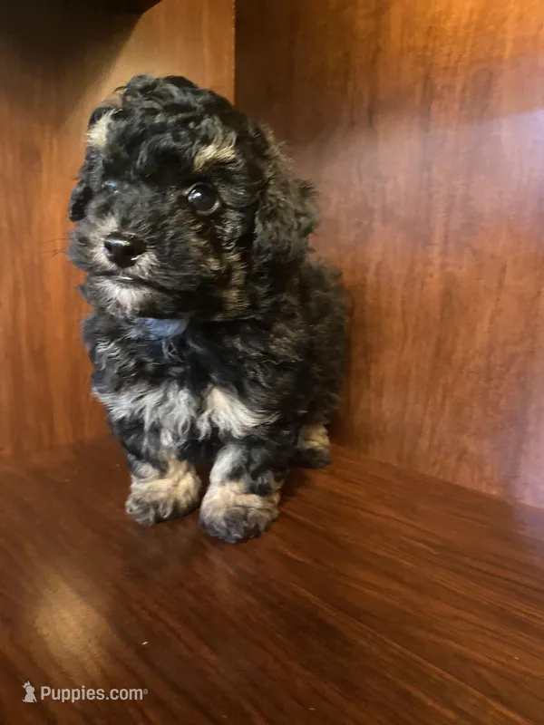 Clark – Poodle - Toy  puppy for sale in Homerville, GA