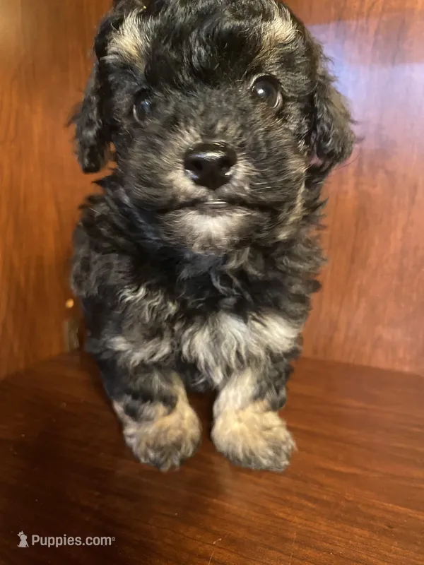 Clark – Poodle - Toy  puppy for sale in Homerville, GA