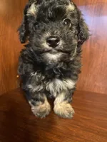 Clark, a male Poodle - Toy  for sale in Homerville, GA – Photo 1 of 7
