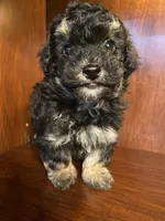 Clark, a male Poodle - Toy  for sale in Homerville, GA – Photo 4 of 7