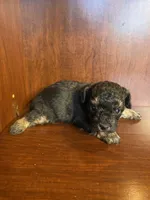 Clark, a male Poodle - Toy  for sale in Homerville, GA – Photo 4 of 5