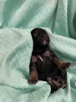 Clark, a male Poodle - Toy  for sale in Homerville, GA – Photo 3 of 4