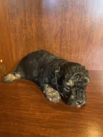 Clark, a male Poodle - Toy  for sale in Homerville, GA – Photo 1 of 5