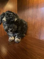 Clark, a male Poodle - Toy  for sale in Homerville, GA – Photo 7 of 7