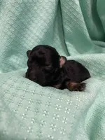 Clark, a male Poodle - Toy  for sale in Homerville, GA – Photo 1 of 4