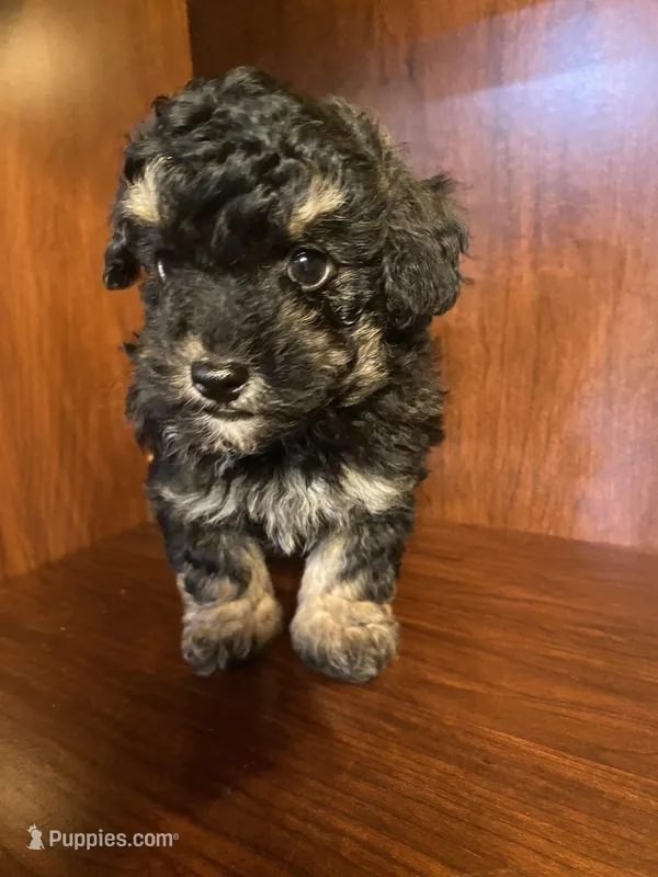 Clark – Poodle - Toy  puppy for sale in Homerville, GA
