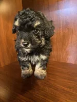 Clark, a male Poodle - Toy  for sale in Homerville, GA – Photo 2 of 7