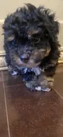 Zora, a female Poodle - Toy  for sale in Homerville, GA – 9 of 10