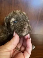 Scottie, a male Shihpoo for sale in Homerville, GA – Photo 1 of 8