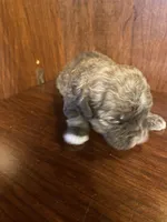 Scottie, a male Shihpoo for sale in Homerville, GA – Photo 7 of 8