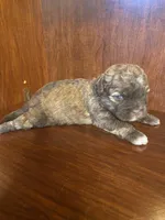 Scottie, a male Shihpoo for sale in Homerville, GA – Photo 8 of 8