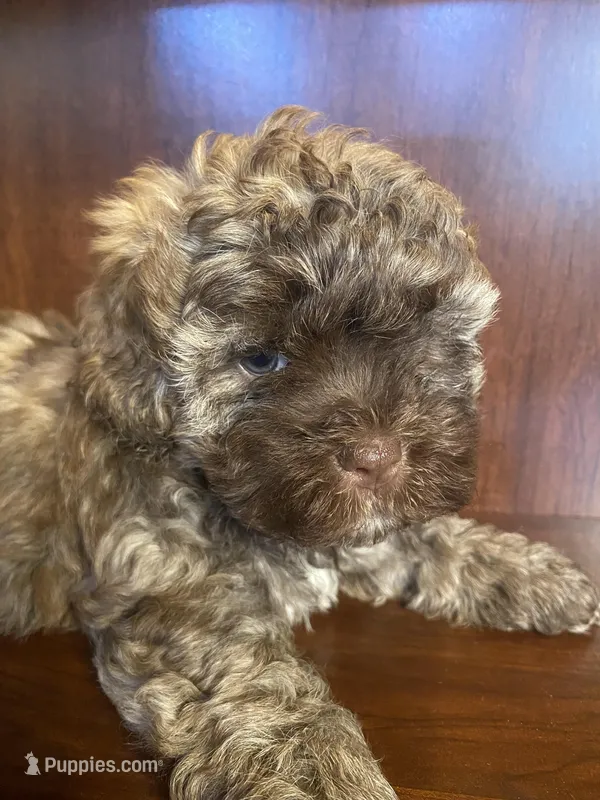Scottie – Shihpoo puppy for sale in Homerville, GA