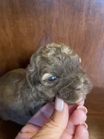 Scottie, a male Shihpoo for sale in Homerville, GA – Photo 4 of 8