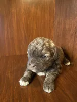 Scottie, a male Shihpoo for sale in Homerville, GA – Photo 5 of 8