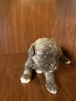 Scottie, a male Shihpoo for sale in Homerville, GA – Photo 6 of 8