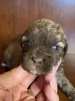 Scottie, a male Shihpoo for sale in Homerville, GA – Photo 3 of 8