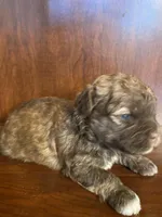 Scottie, a male Shihpoo for sale in Homerville, GA – Photo 2 of 8