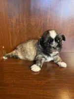 Paul, a male Shih Tzu for sale in Homerville, GA – Photo 4 of 8
