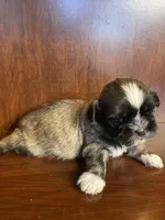 Paul, a male Shih Tzu for sale in Homerville, GA – Photo 2 of 8