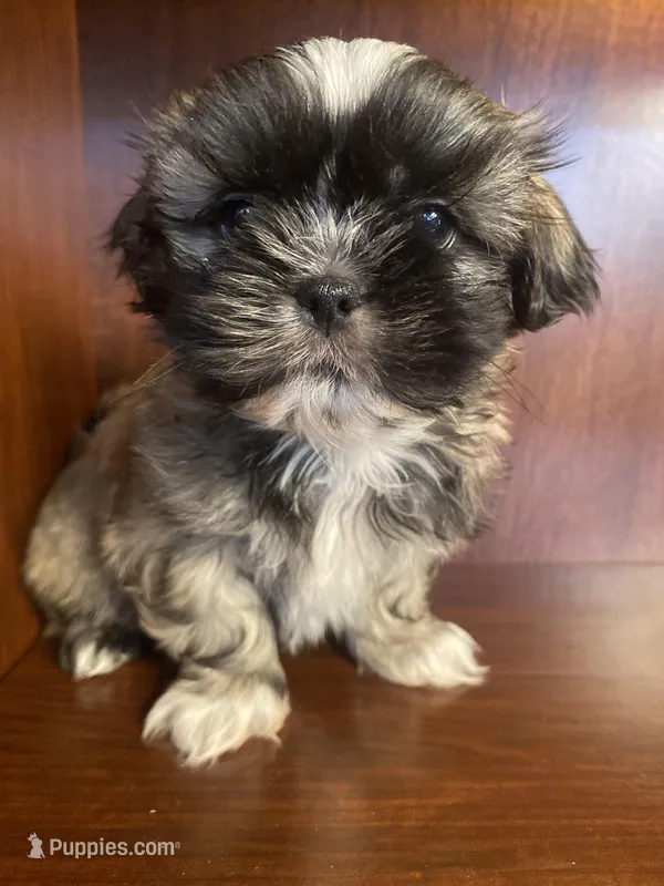Paul – Shih Tzu puppy for sale in Homerville, GA