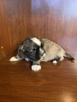 Paul, a male Shih Tzu for sale in Homerville, GA – Photo 6 of 8