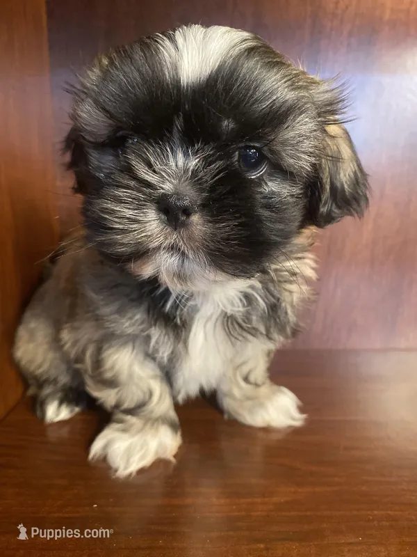 Paul – Shih Tzu puppy for sale in Homerville, GA