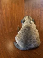 Paul, a male Shih Tzu for sale in Homerville, GA – Photo 8 of 8