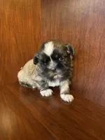 Paul, a male Shih Tzu for sale in Homerville, GA – Photo 7 of 8