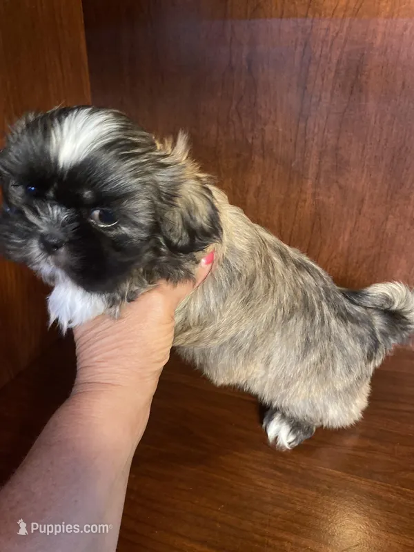 Paul – Shih Tzu puppy for sale in Homerville, GA