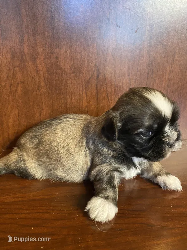 Paul – Shih Tzu puppy for sale in Homerville, GA
