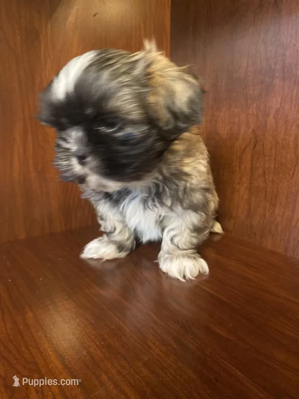 Paul – Shih Tzu puppy for sale in Homerville, GA