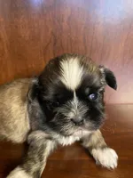 Paul, a male Shih Tzu for sale in Homerville, GA – Photo 5 of 8
