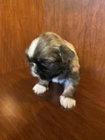 Paul, a male Shih Tzu for sale in Homerville, GA – Photo 3 of 8