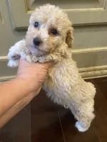 Zoey, a female Poodle - Toy  for sale in Homerville, GA – 3 of 6